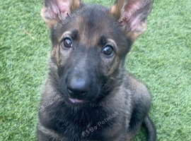 Kc reg German shepherd female gorgeous pup 9 weeks