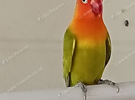 Dilute, split Opaline male
