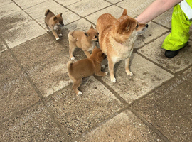 Shiba Inu pups