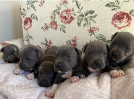 Staffy