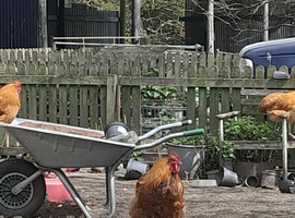 Orpington x cockerel