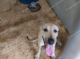 16 week old 3/4 greyhound 1/4 Bull