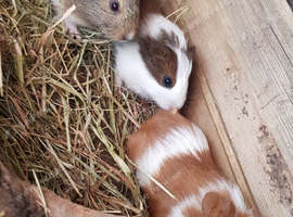 3 Female Guinea pigs for sale