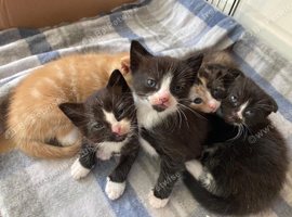 Delightful Scottish Fold and Scottish Straight Eared kittens