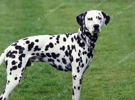 Dalmatian puppy&rsquo;s County Durham