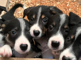 Ready*Bundles of Joy!*Ready