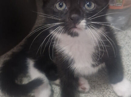 Mixed breed kittens for sale