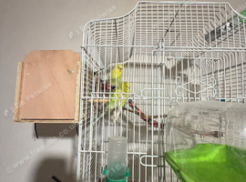 Male and female budgie and cage