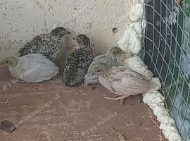 Button quail x 13
