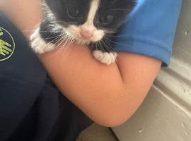 3 kittens for sale