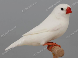 Snow white zebra finches