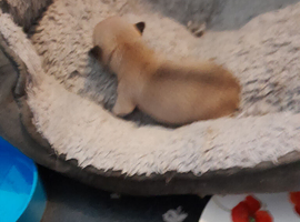 Boy chihuahua