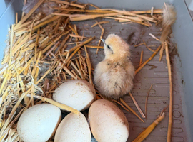 Four silkie chicks