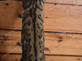 Bengal stud available