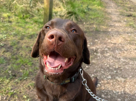 Chocolate Labrador