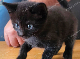 Kittens