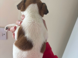 Jack russels