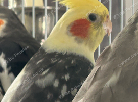 Beautiful baby cockatiels