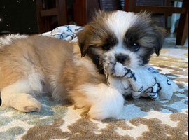 Family oriented  Shih tzu puppies