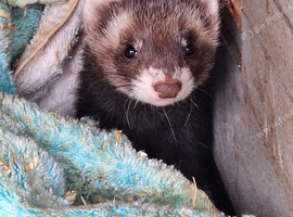 Polecats