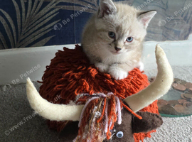 Lynix point kitten
