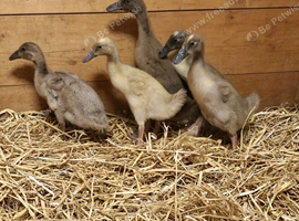 5 Week Old Indian Runner Ducklings