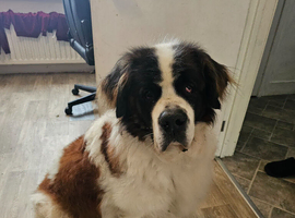 Saint Bernard.