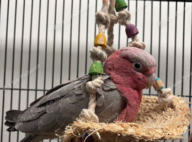 Hand Reared Baby Galah Cockatoos