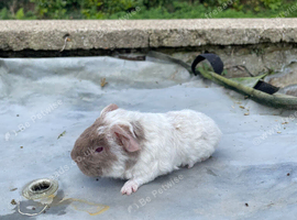 Baby teddy boars