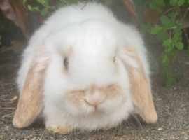 Gorgeous mini lop boys