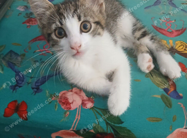 1 Beautiful male kitten left