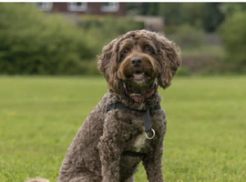Cockapoo girl 4 years old