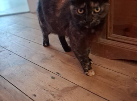 New homes needed for family of cats.