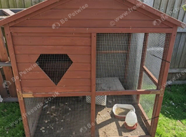 Semera chicken