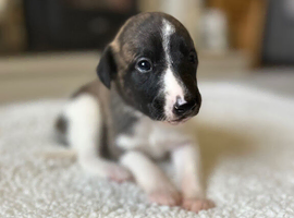 Stunning whippet pupies