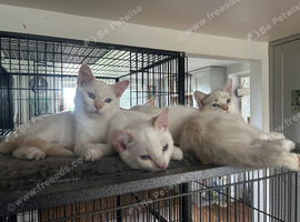 Ragdoll cross kittens for sale &pound;250 each