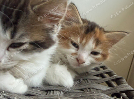 One kitten