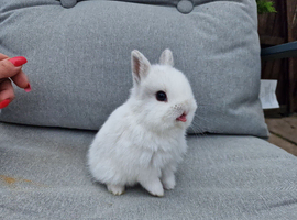Netherland dwarf boy ready for reserve