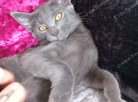 Russian blue x maine coon