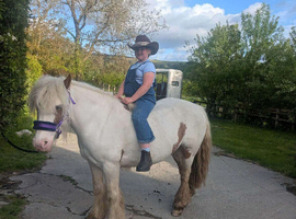 Gypsy cob mare 13hh