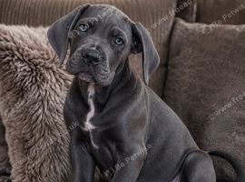 Came corso puppies males