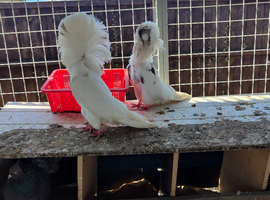 Jacobni fancy pigeon