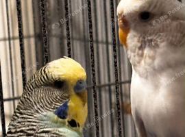 Budgies for sale