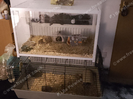 Skinny pig