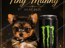 TINY YORKIE BOY