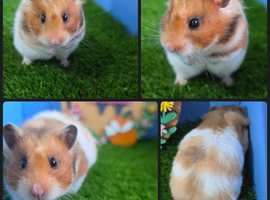 Beautiful Syrian Hamster Female