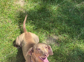 Stunning Isabella dachshund