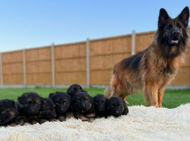 Gorgeous KC long haired german shepherd puppies