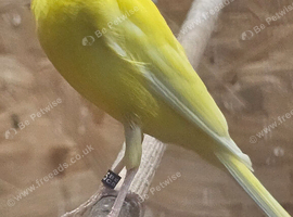Canary for sale