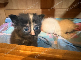 3 kittens, ready now, offers considered
